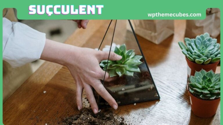 Suçculent